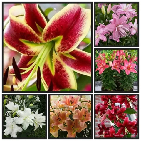 Лилии Голландии весна 26 - Подарки в Орск