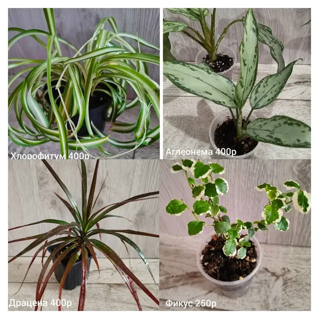 Комнатные цветы Орск - Подарки в Орск