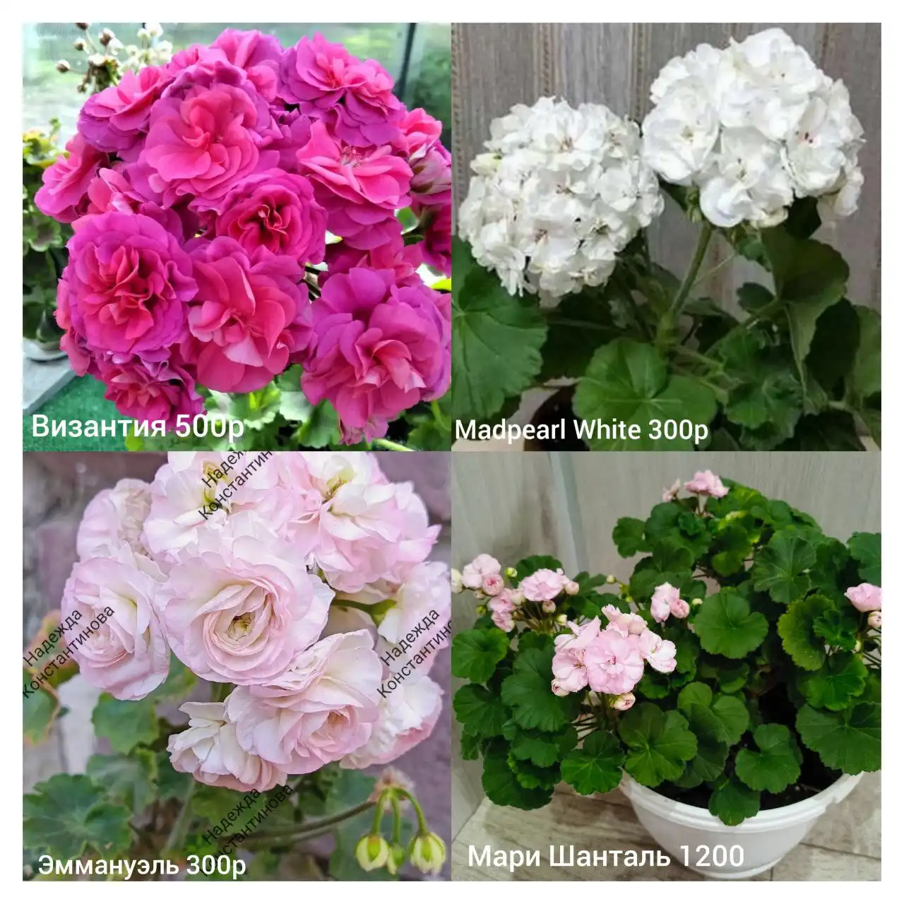 Комнатные цветы Орск - Комнатные растения (Хобби и отдых) в Орск