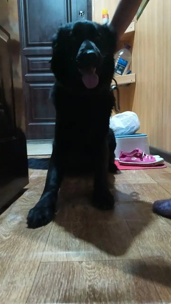 Потерялась собака на Западном - Животные в Орск-Новотроицк