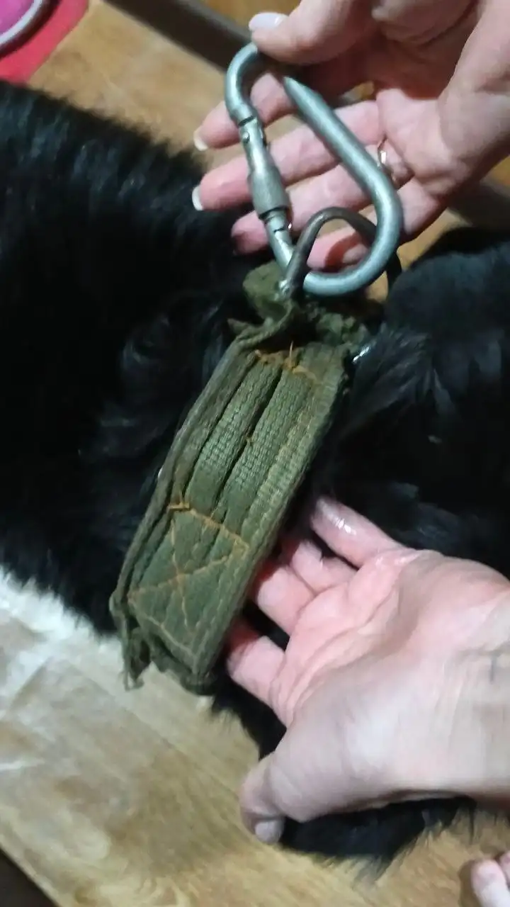 Потерялась собака на Западном - Животные в Орск-Новотроицк