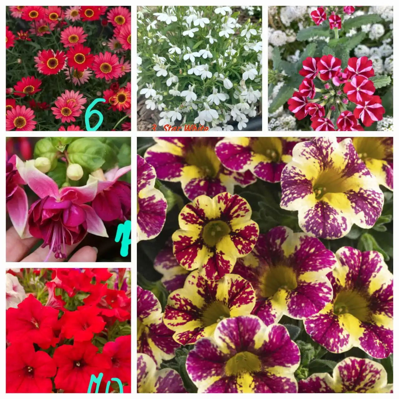 Продажа укорененных черенков вегетативных растений - Растения и семена (Хобби и отдых) в Орск