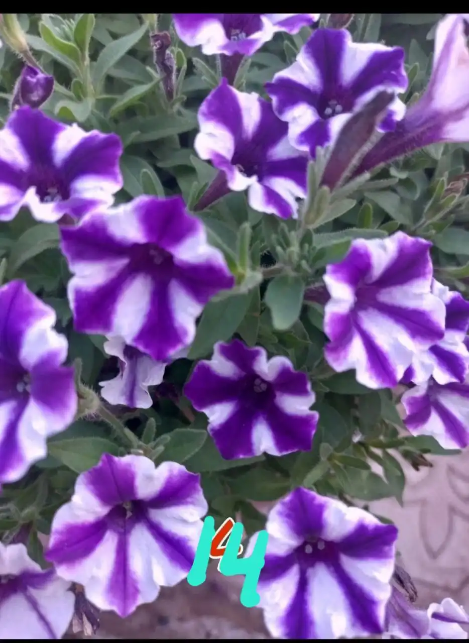 Продажа укорененных черенков вегетативных растений - Растения и семена (Хобби и отдых) в Орск