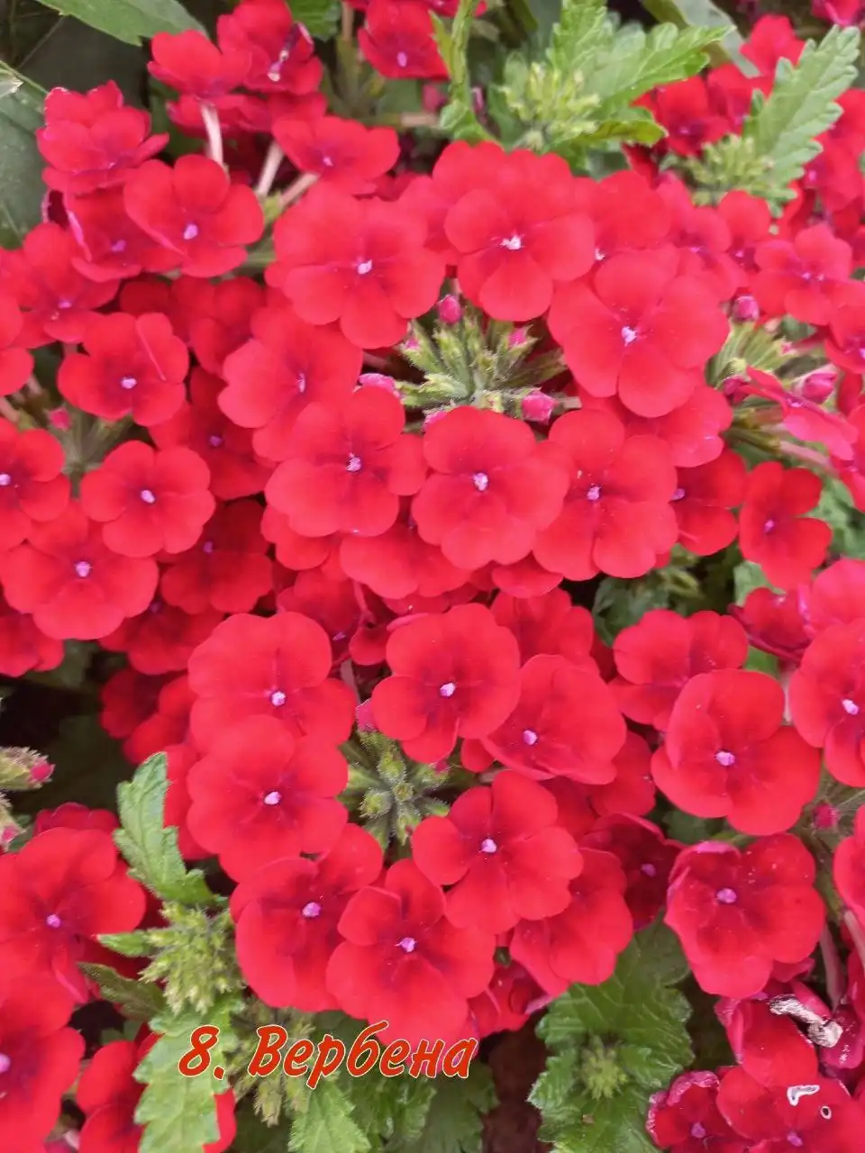 Продажа укорененных черенков вегетативных растений - Растения и семена (Хобби и отдых) в Орск