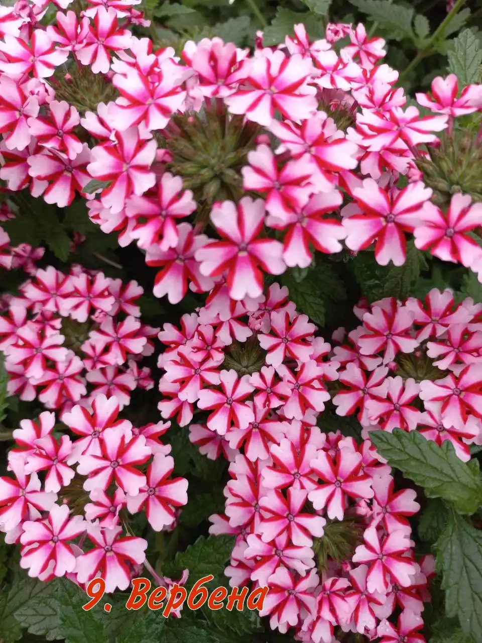 Продажа укорененных черенков вегетативных растений - Растения и семена (Хобби и отдых) в Орск