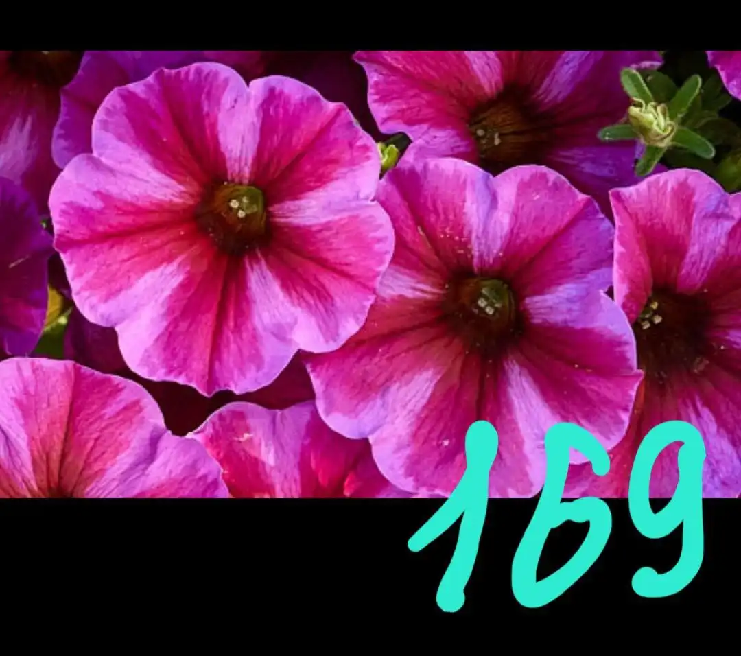 Продажа укорененных черенков вегетативных растений - Растения и семена (Хобби и отдых) в Орск