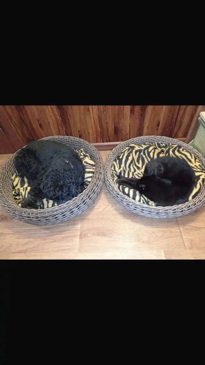 Лежанка для домашних питомцев из ротанга ручной работы - Товары для животных (Животные) в Орск