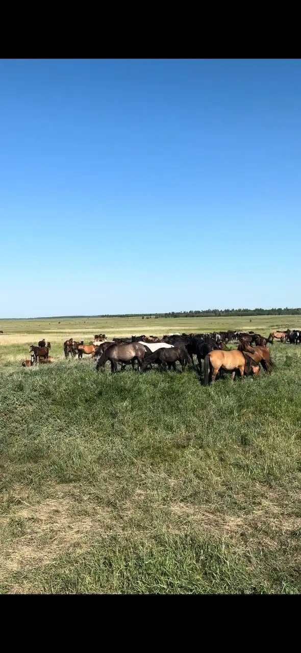 Приму лошадей в отгонный выпас - Услуги для животных (Услуги) в Орск