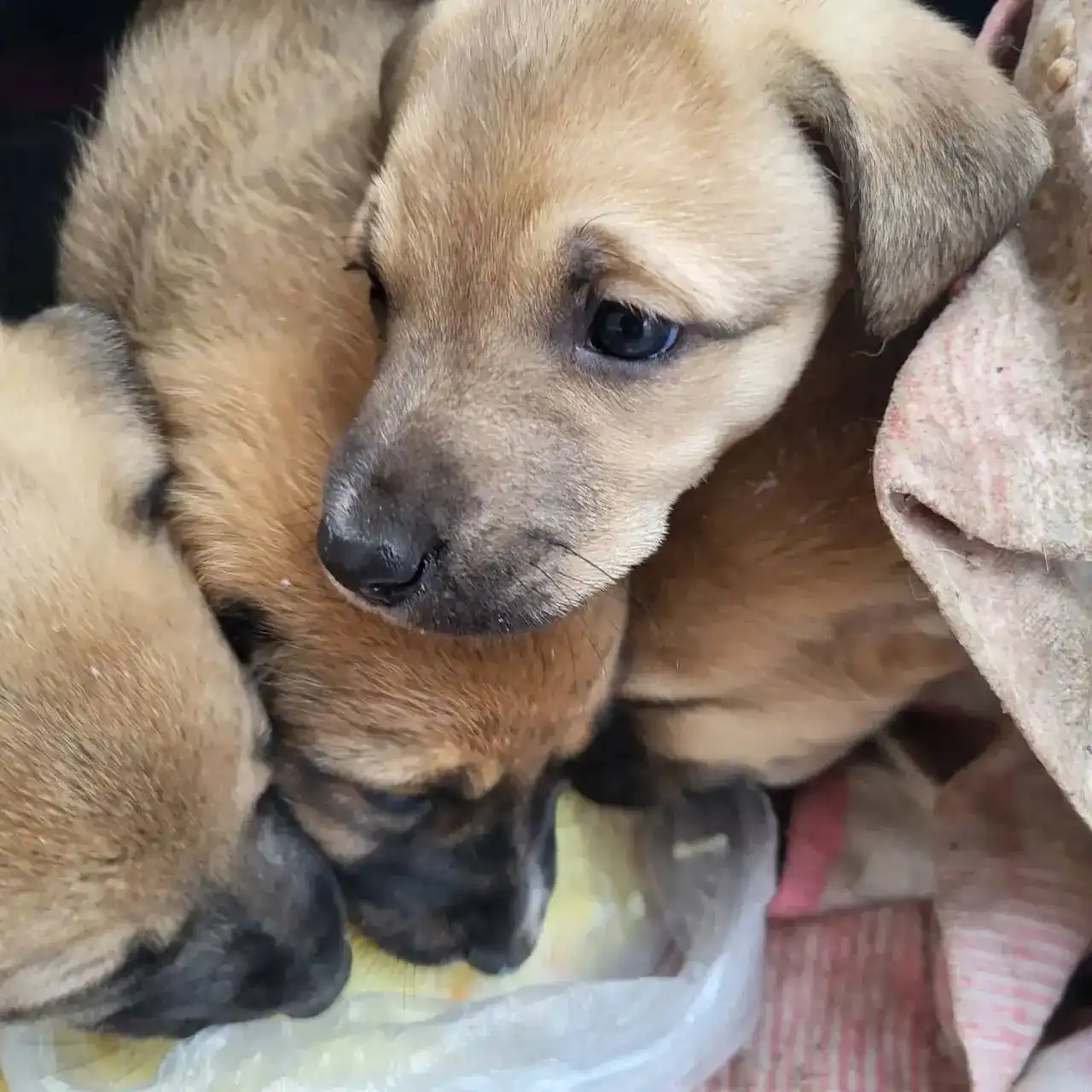 Пристройство щенков в Новотроицке - Собаки (Животные) в Новотроицк