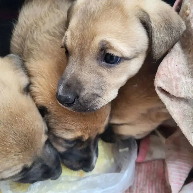 Пристройство щенков в Новотроицке - Животные в Новотроицк
