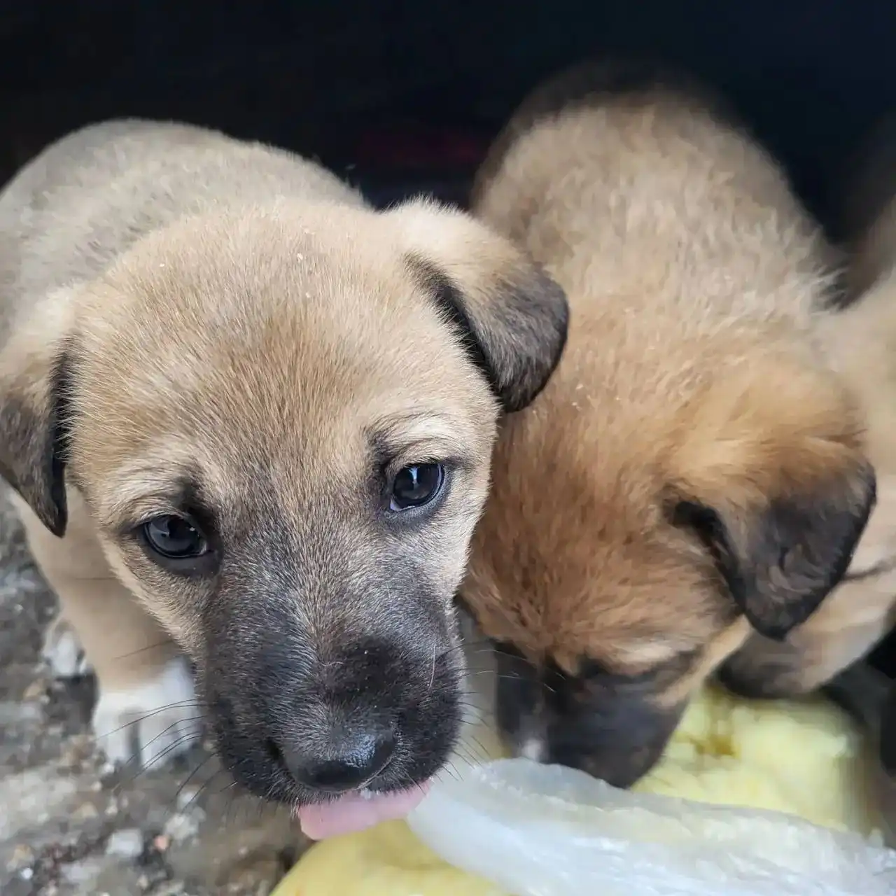 Пристройство щенков в Новотроицке - Собаки (Животные) в Новотроицк