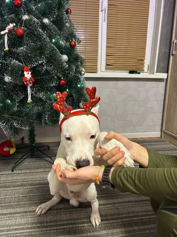 Стаффорд 6 месяцев приучен в туалет - Животные в Орск