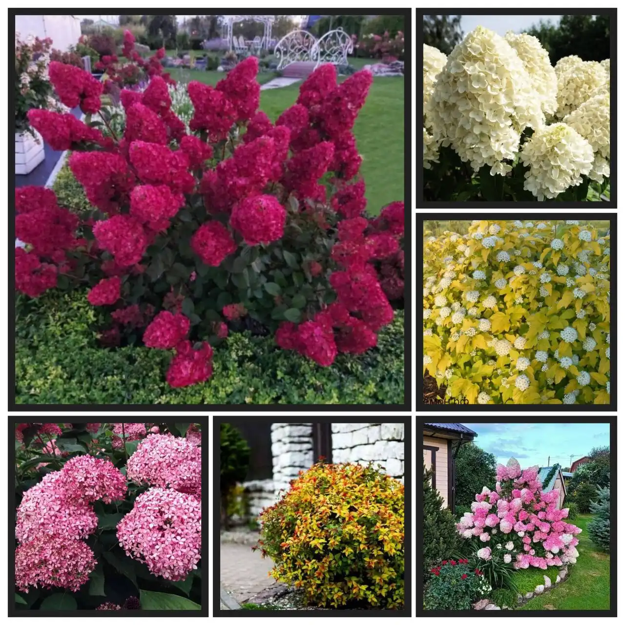 Декоративные кустарники на весну 2026 - Садоводство (Хобби и отдых) в Орск