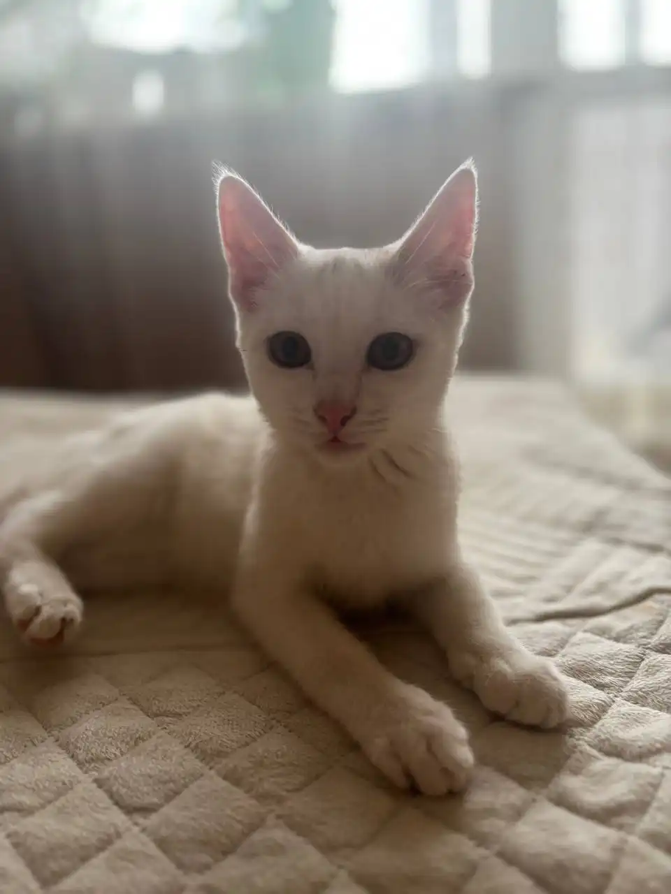 Отдам котика в добрые руки - Кошки (Животные) в Орск