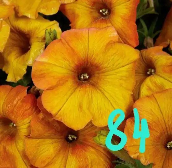 Укорененные черенки вегетативных растений в Орске - Растения (Хобби и отдых) в Орск