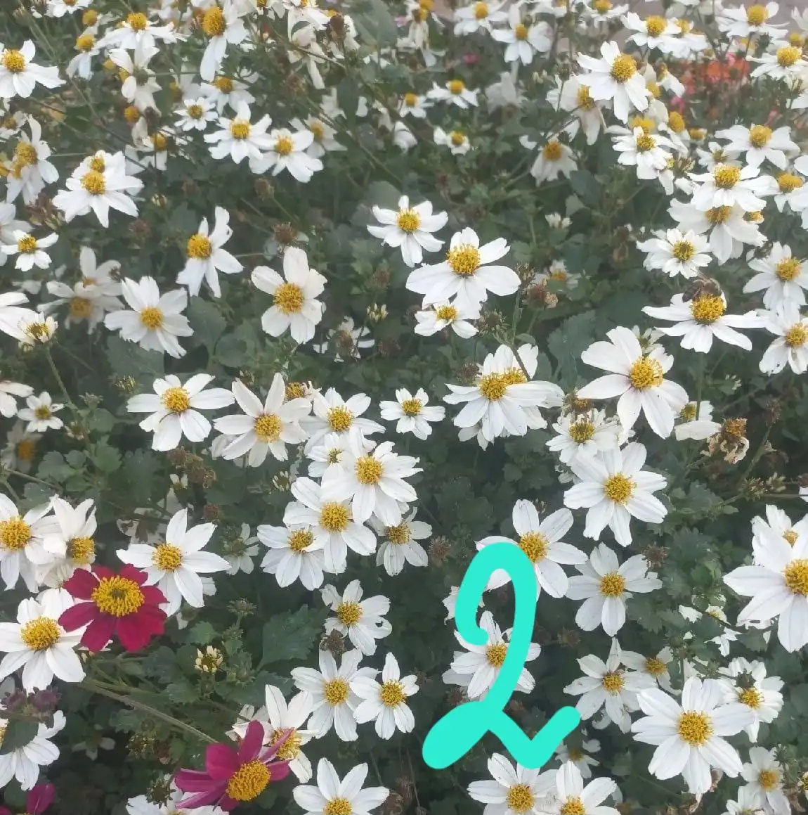 Укорененные черенки вегетативных растений в Орске - Растения (Хобби и отдых) в Орск