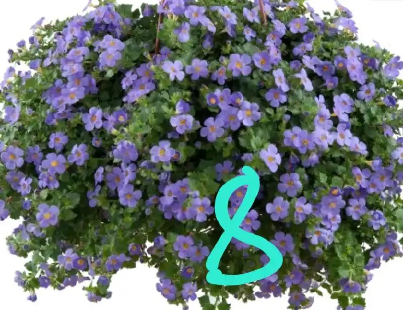 Укорененные черенки вегетативных растений в Орске - Растения (Хобби и отдых) в Орск