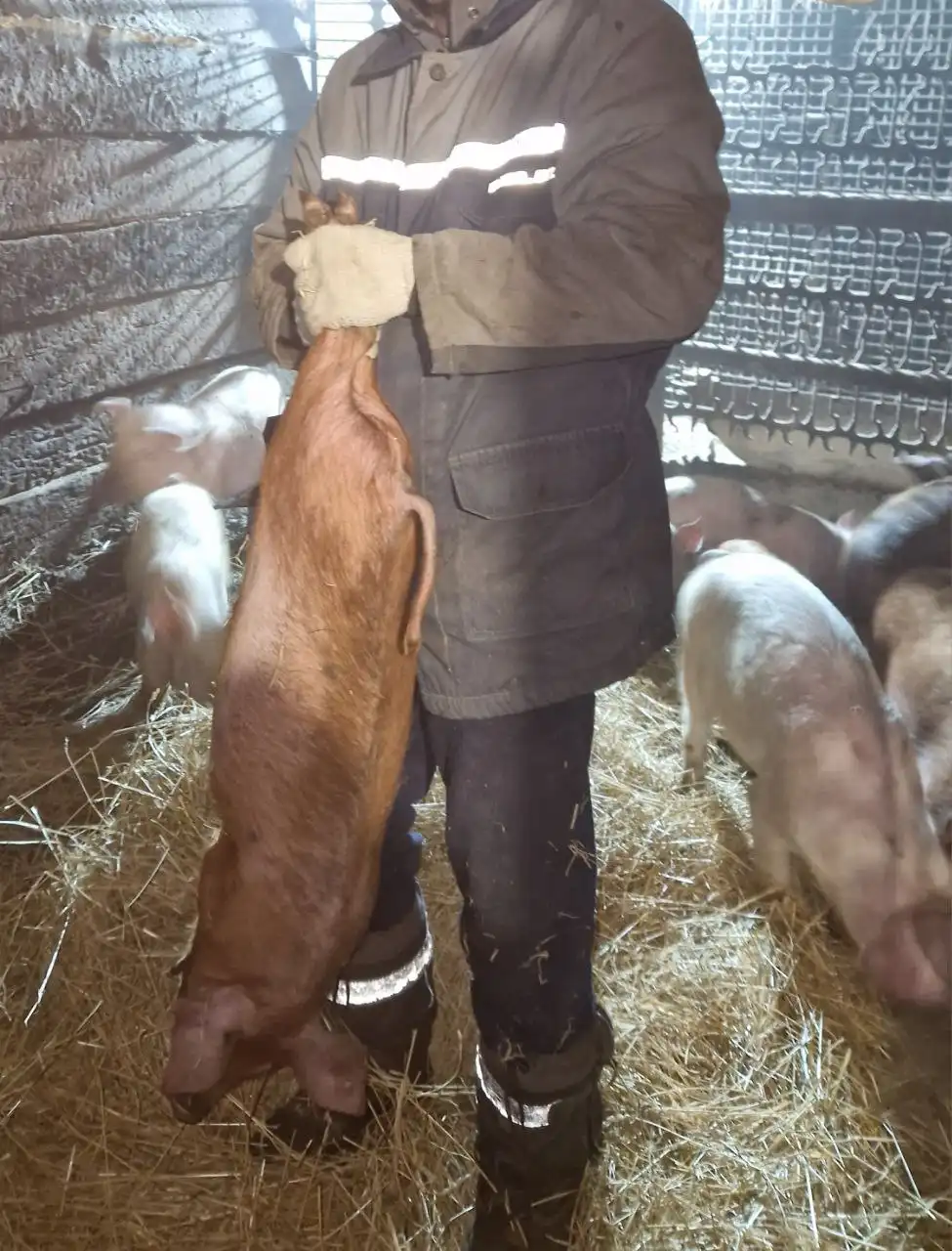 Продажа поросят разного возраста - Сельскохозяйственные животные (Животные) в Новоорск