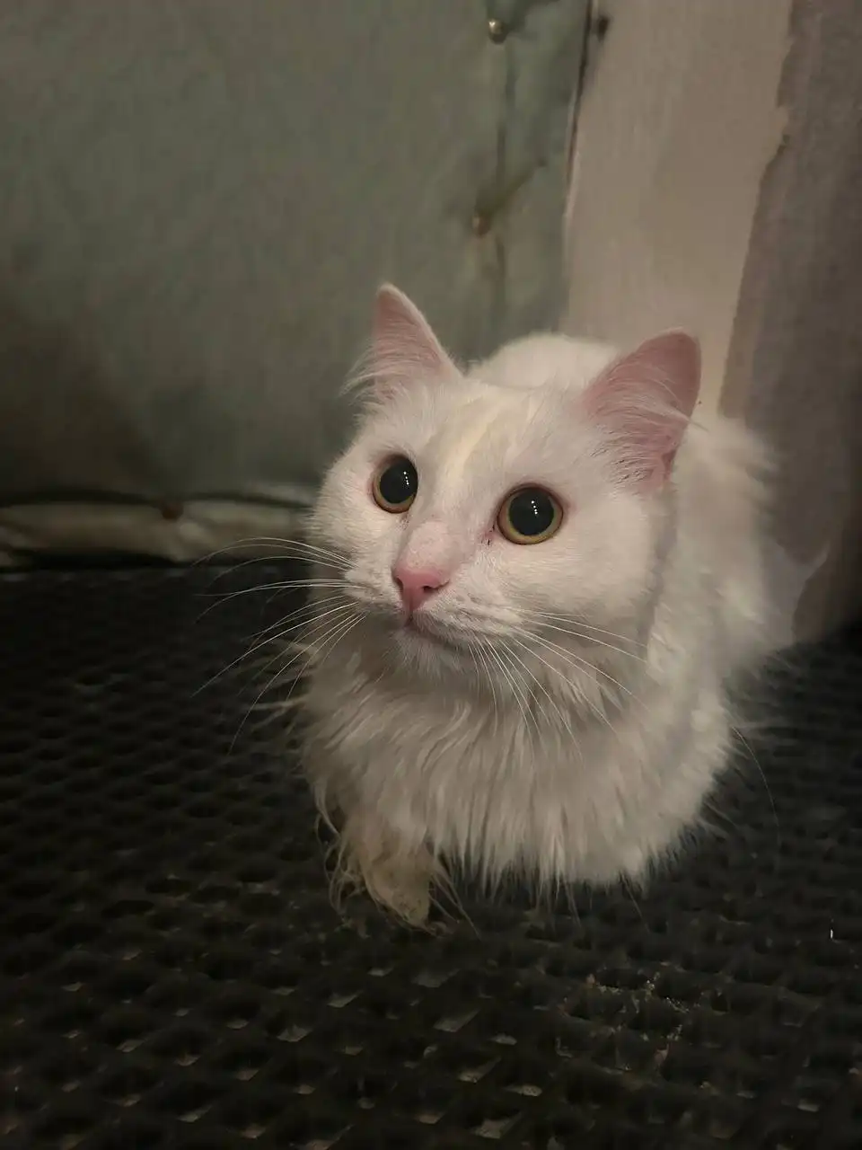 Кошечки ищут дом - Кошки (Животные) в Орск-Новотроицк