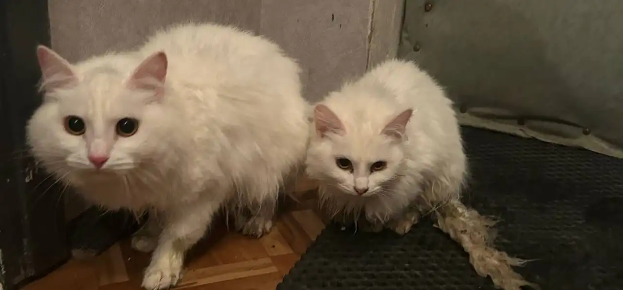 Кошечки ищут дом - Кошки (Животные) в Орск-Новотроицк