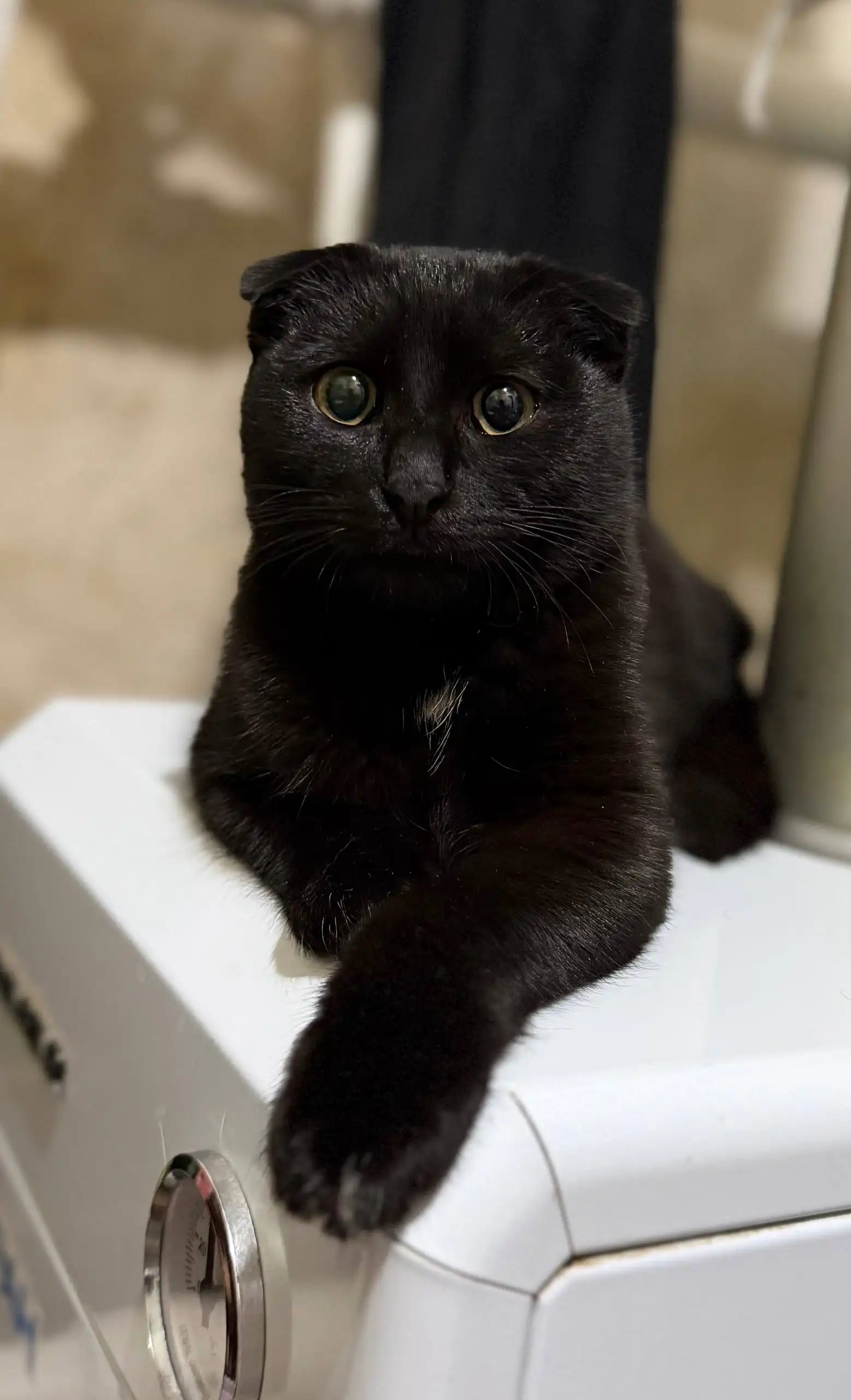 Пропал кот с желтым ошейником - Потерянные животные (Животные) в Орск