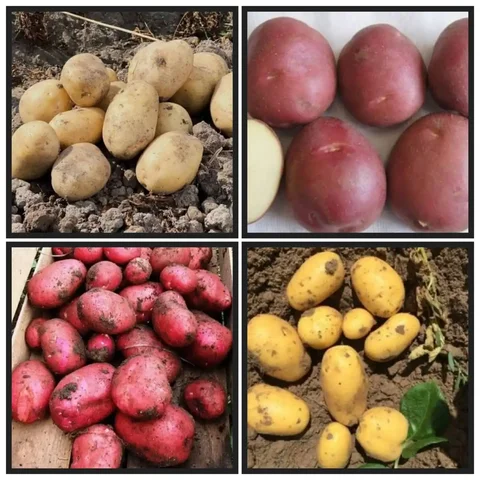 Семенной картофель элита на весну 2026 - Бытовая химия в Орск