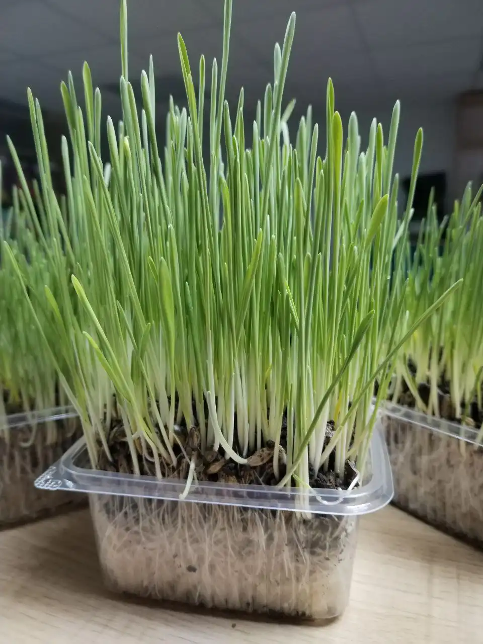 Трава для животных молочная - Корма для животных (Животные) в Новотроицк