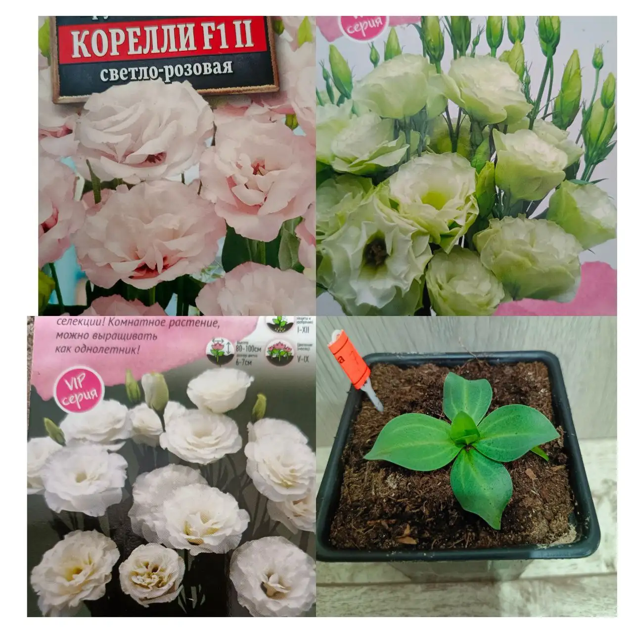 Рассада эустомы - Растения (Хобби и отдых) в Орск