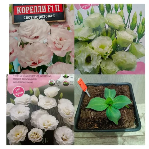 Рассада эустомы - Картины в Орск