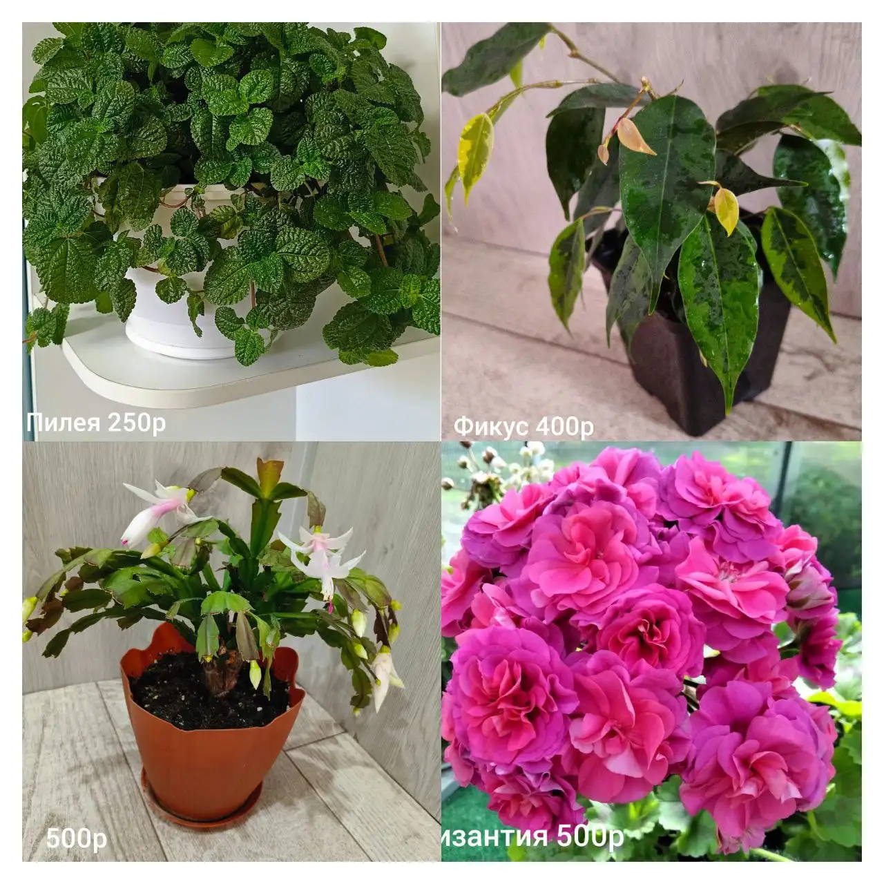 Комнатные цветы в Орске - Комнатные растения (Хобби и отдых) в Орск