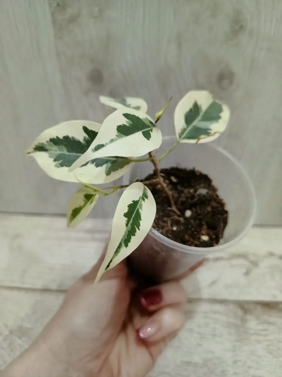 Комнатные цветы в Орске - Комнатные растения (Хобби и отдых) в Орск