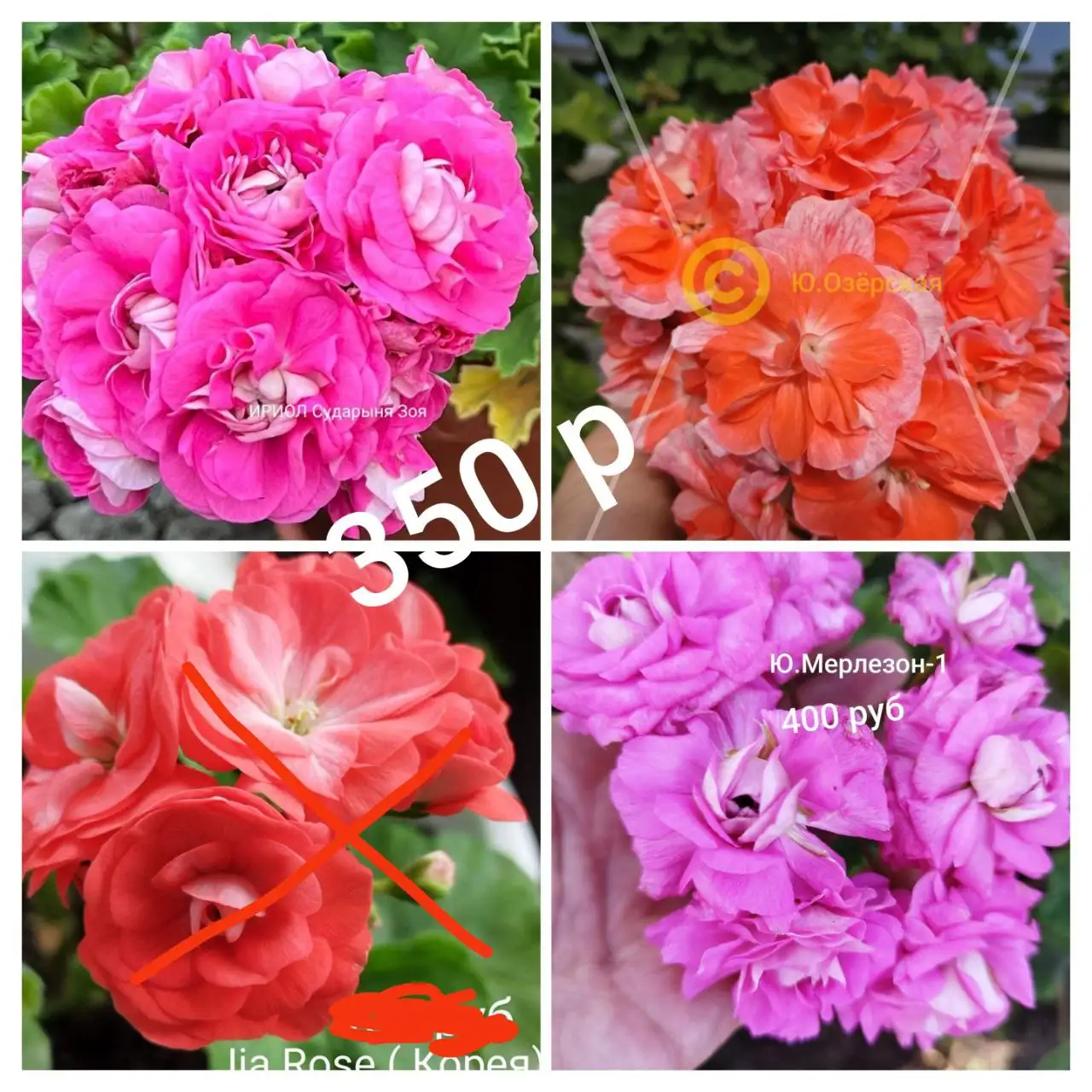 Пеларгония сортовые растения - Растения (Хобби и отдых) в Гай