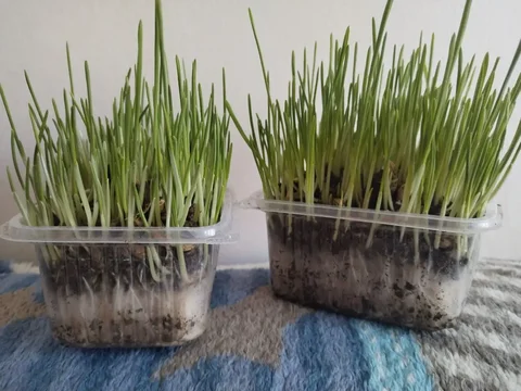 Трава для животных молочная - Грызуны в Новотроицк