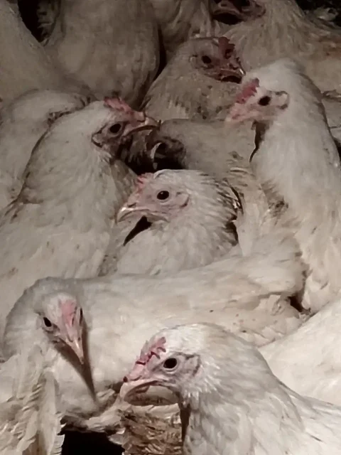 Продажа кур несушек Ломан Браун и Ломан Классик - Птица в Орск