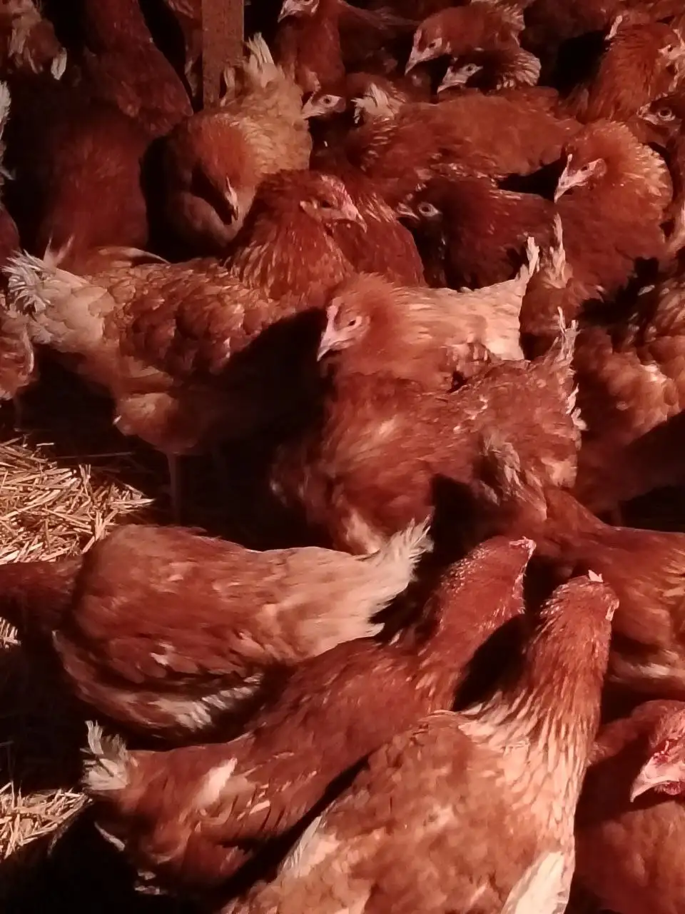 Продажа кур несушек Ломан Браун и Ломан Классик - Птицы (Животные) в Орск