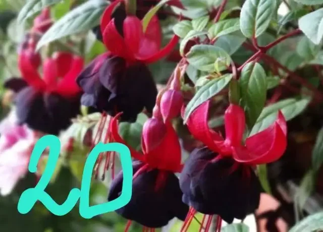 Продам укорененные черенки фуксии - Рукоделие/Кондитерские изделия в Орск