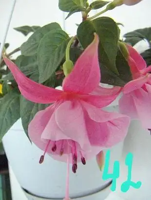 Продам укорененные черенки фуксии - Растения (Хобби и отдых) в Орск