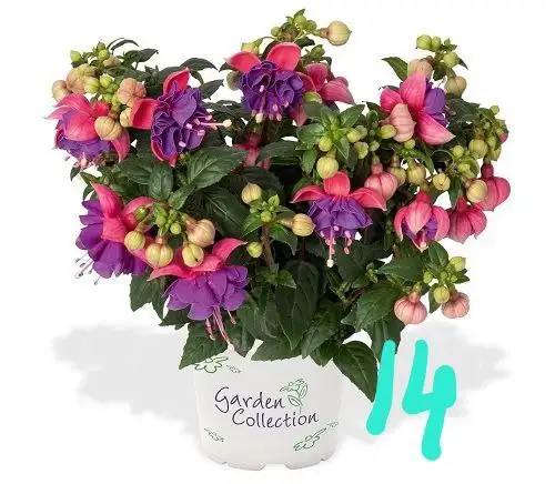 Продам укорененные черенки фуксии - Растения (Хобби и отдых) в Орск