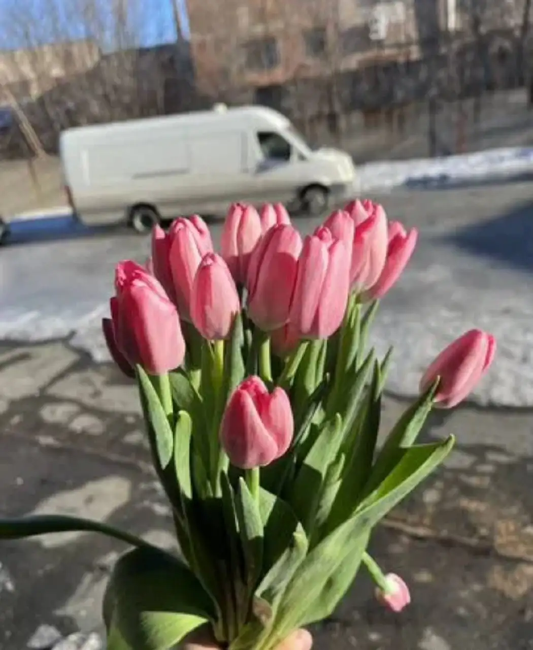 Продажа тюльпанов на 8 марта - Цветы (Хобби и отдых) в Орск