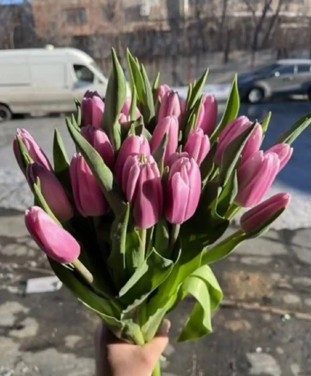 Продажа тюльпанов на 8 марта - Цветы (Хобби и отдых) в Орск