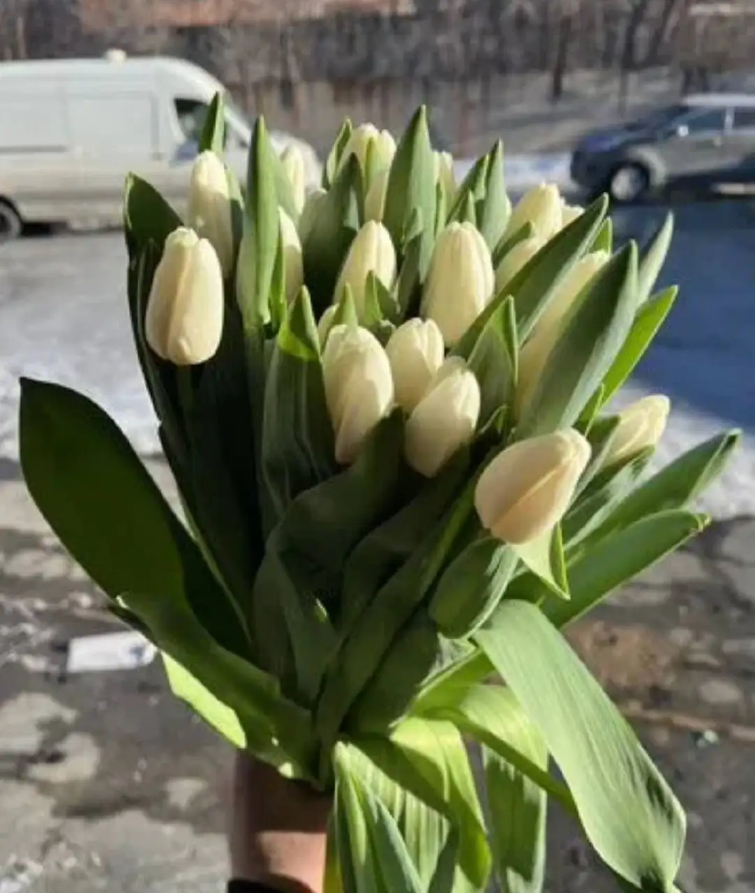 Продажа тюльпанов на 8 марта - Цветы (Хобби и отдых) в Орск