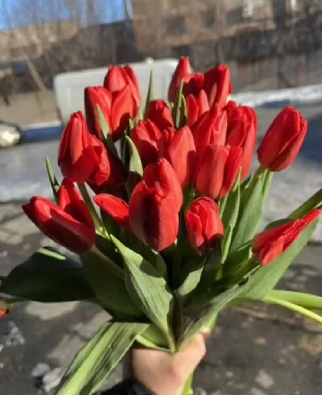 Продажа тюльпанов на 8 марта - Цветы (Хобби и отдых) в Орск