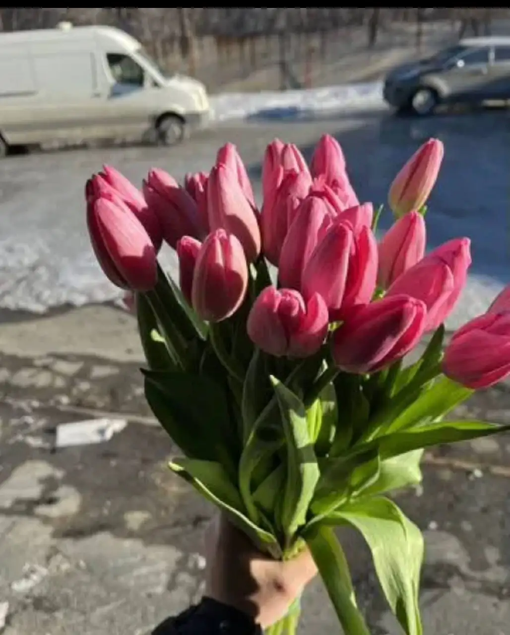 Продажа тюльпанов на 8 марта - Цветы (Хобби и отдых) в Орск