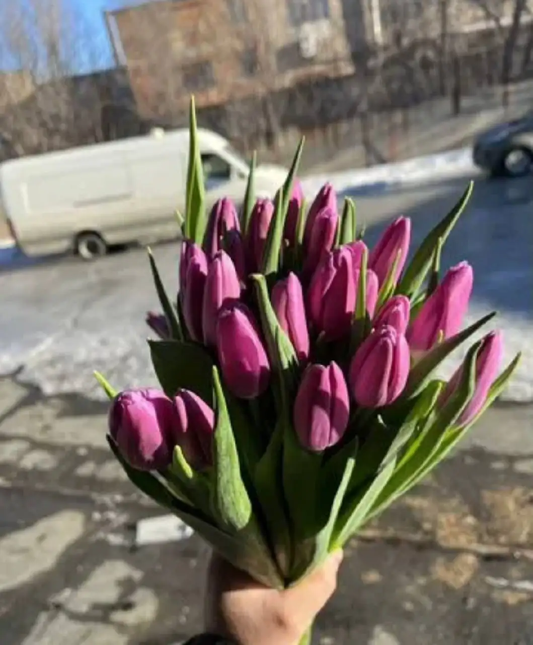 Продажа тюльпанов на 8 марта - Цветы (Хобби и отдых) в Орск