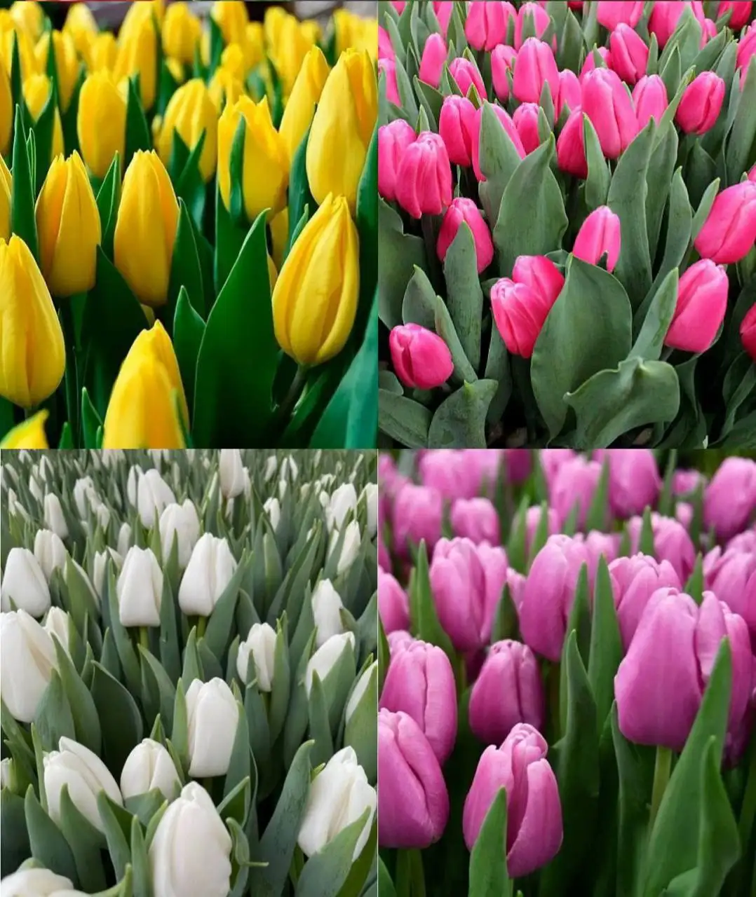 Продам тюльпаны на 8 марта - Барахолка в Орск