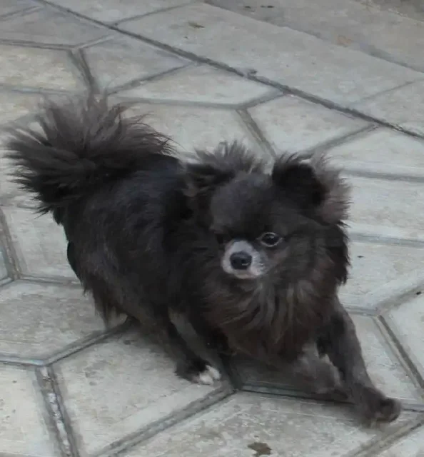 Щенки чихуахуа от 2 месяцев до года - Собаки в Орск-Новотроицк