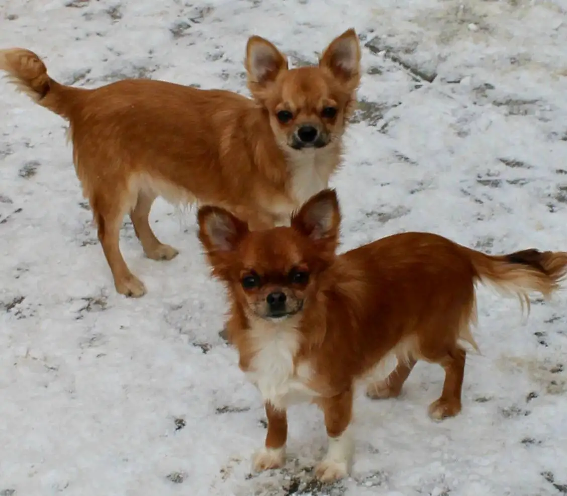 Щенки чихуахуа от 2 месяцев до года - Собаки (Животные) в Орск-Новотроицк