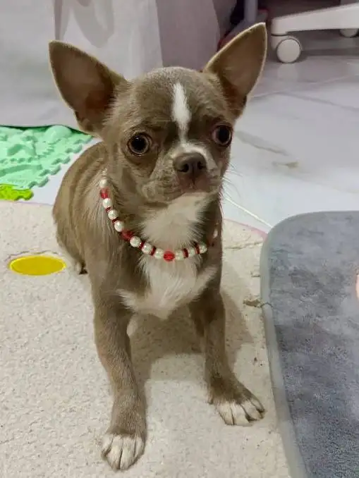 Щенки чихуахуа от 2 месяцев до года - Собаки (Животные) в Орск-Новотроицк