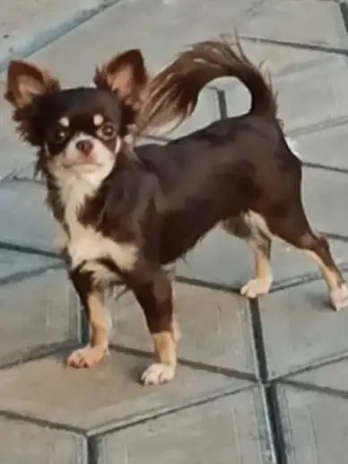 Щенки чихуахуа от 2 месяцев до года - Собаки (Животные) в Орск-Новотроицк