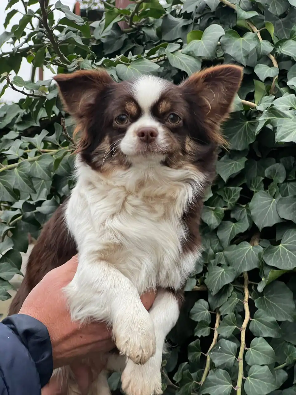 Щенки чихуахуа от 2 месяцев до года - Собаки (Животные) в Орск-Новотроицк
